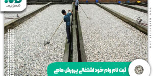 ثبت نام وام خود اشتغالی پرورش ماهی